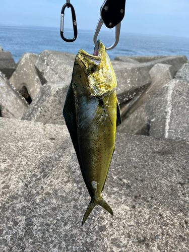 シイラの釣果