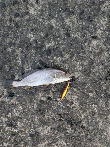 メッキの釣果
