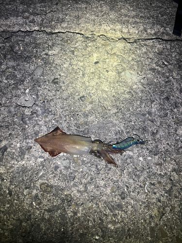 ヒイカの釣果