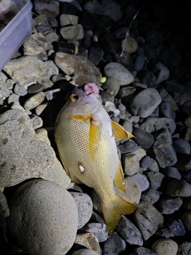 シブダイの釣果