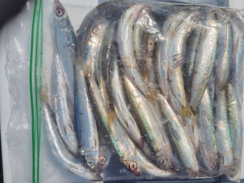ウルメイワシの釣果