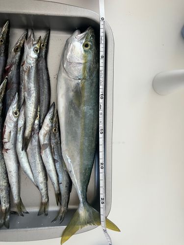 イナダの釣果
