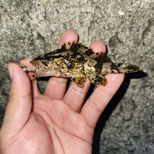 タケノコメバルの釣果