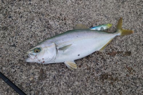 ツバイソの釣果