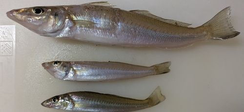 キスの釣果