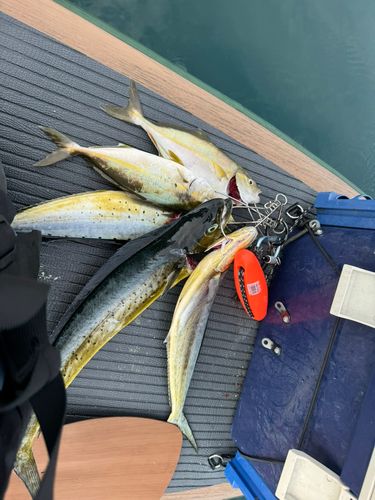 シイラの釣果