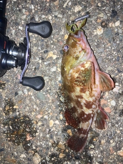 カサゴの釣果