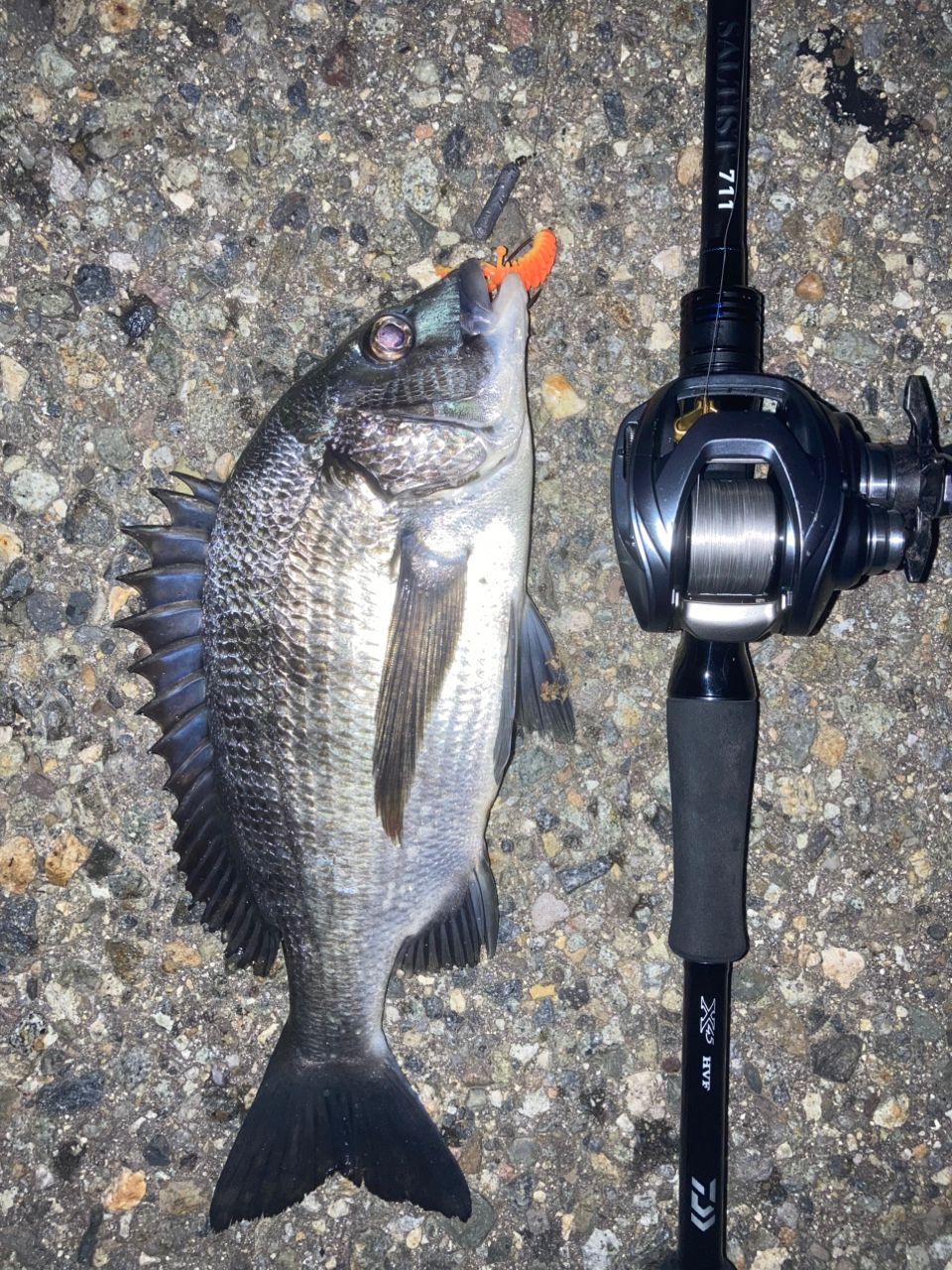 DAIWA 17スティーズ A TW 1016XHの最安値・インプレ・釣果 | 本音の