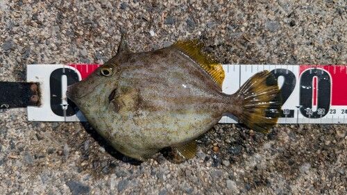 カワハギの釣果