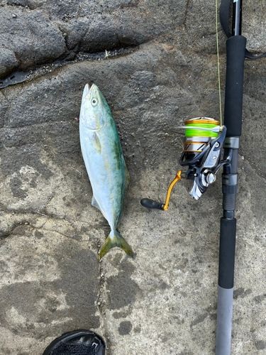 ワカシの釣果