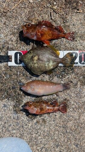 カワハギの釣果