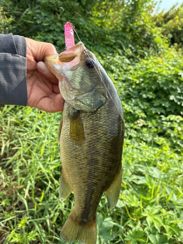 ラージマウスバスの釣果