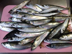 マサバの釣果