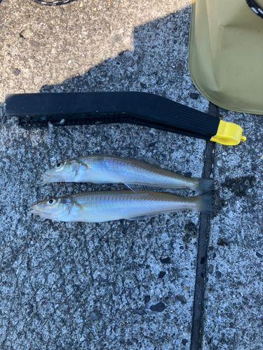 キスの釣果