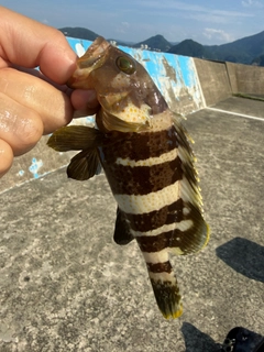 アオハタの釣果