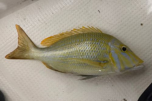 タマンの釣果