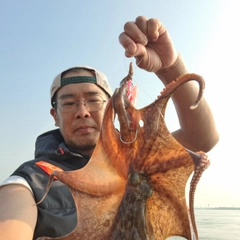 タコの釣果