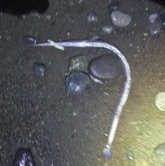 ダツの釣果
