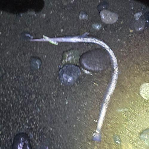 ダツの釣果
