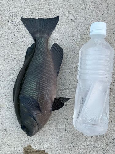 グレの釣果
