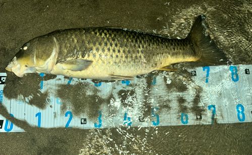コイの釣果