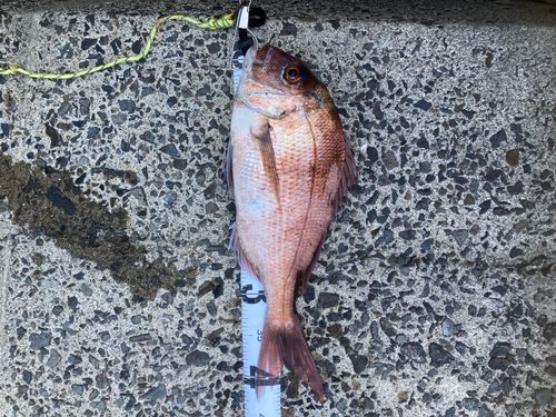 マダイの釣果