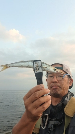 カマスの釣果
