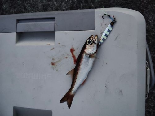 クロムツの釣果