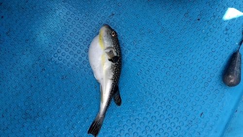 クサフグの釣果