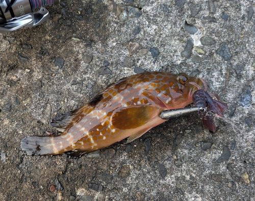 アコウの釣果