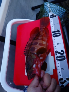 アカハタの釣果