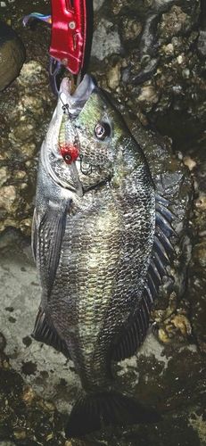 チヌの釣果