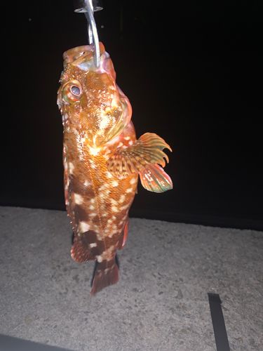アコウの釣果