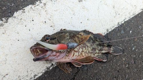 カサゴの釣果