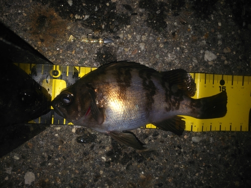 シロメバルの釣果