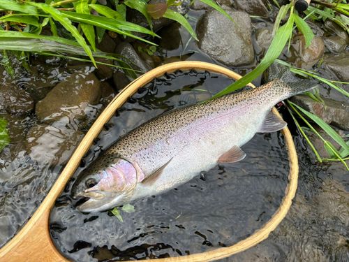 ニジマスの釣果