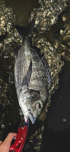 チヌの釣果