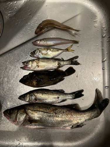 セイゴ（タイリクスズキ）の釣果