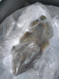 カワハギの釣果