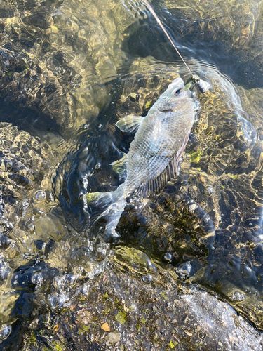 キビレの釣果