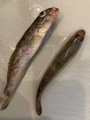ウロハゼの釣果