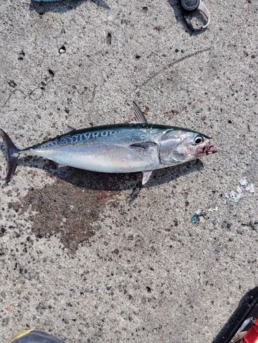 ソウダガツオの釣果
