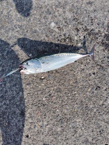 ソウダガツオの釣果