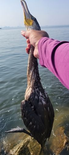 テナガエビの釣果