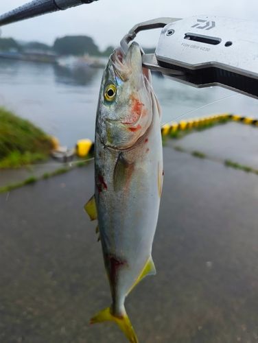 ワカシの釣果
