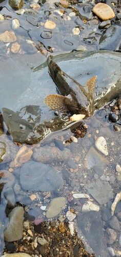 カジカの釣果