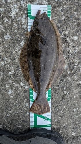 ヒラメの釣果