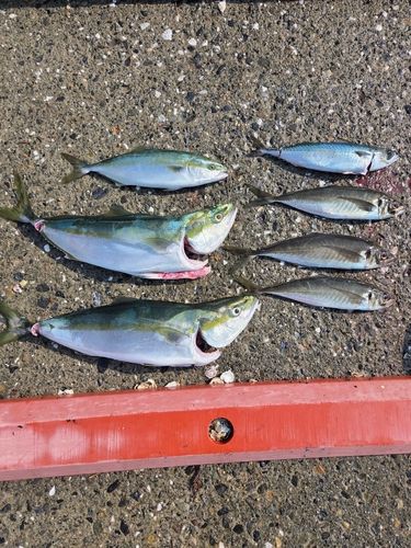 ワラサの釣果