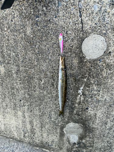 カマスの釣果