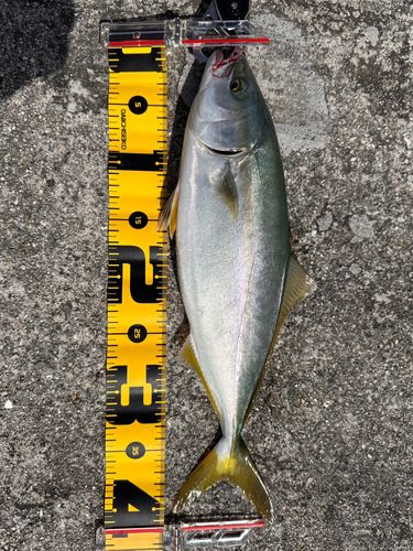 ハマチの釣果